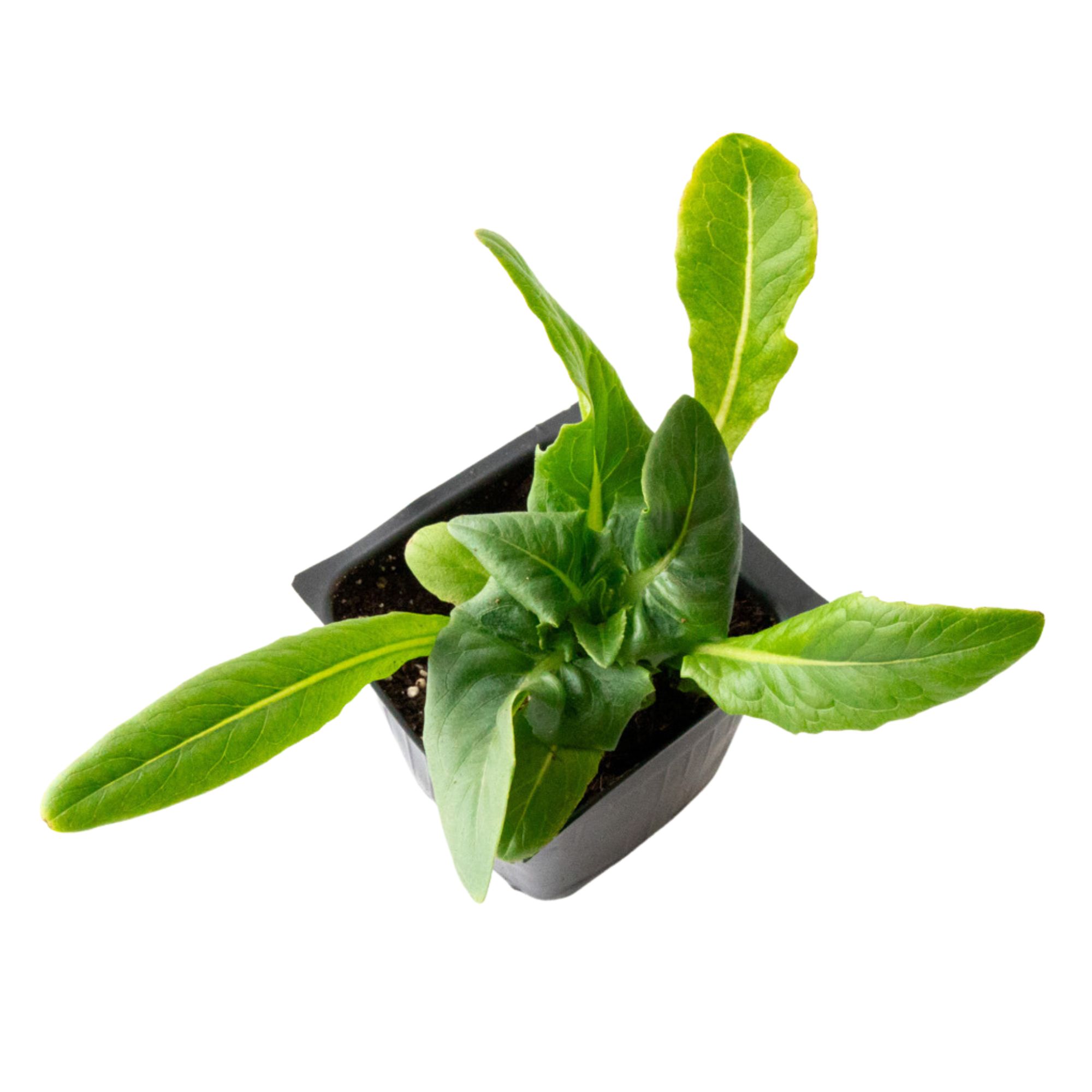 Lettuce Seeds - Amish Deer Tongue - Organic - 0.25 Oz ~8,156 -  Garden Vegetable - Shop Non-GMO, Annual, Heirloom, Leafy Greens 